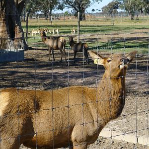 Elk