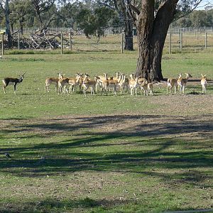Blackbuck with Addax hiding at the back