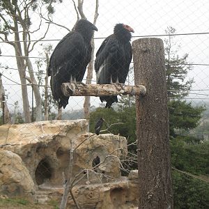 Condors, 6/2013