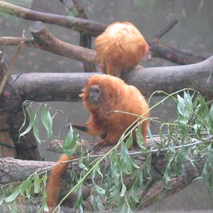 Golden Lion Tamarins