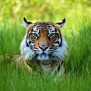 Sumatran Tiger Melati