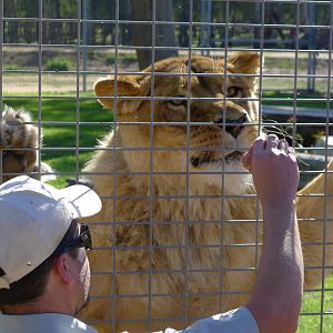 Lion feed