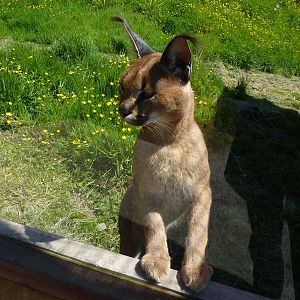 My visit to Exmoor Zoo on 3rd June 2013