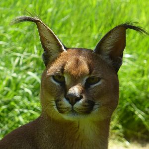 My visit to Exmoor Zoo on 3rd June 2013