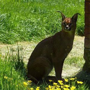 My visit to Exmoor Zoo on 3rd June 2013