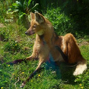 My visit to Exmoor Zoo on 3rd June 2013
