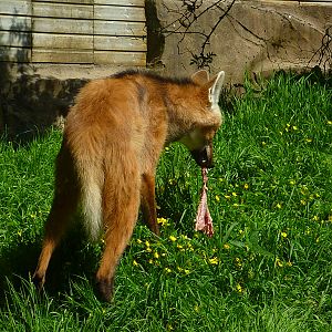 My visit to Exmoor Zoo on 3rd June 2013