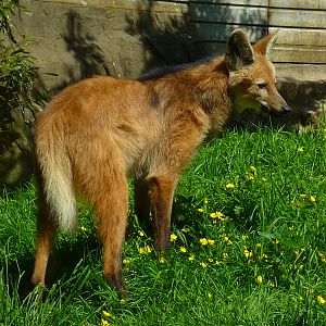 My visit to Exmoor Zoo on 3rd June 2013