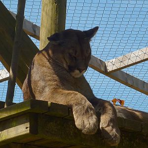 My visit to Exmoor Zoo on 3rd June 2013