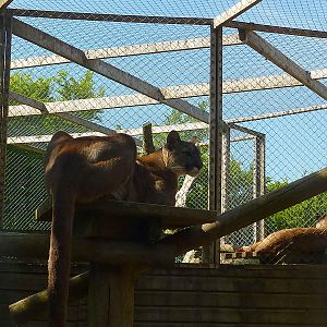 My visit to Exmoor Zoo on 3rd June 2013