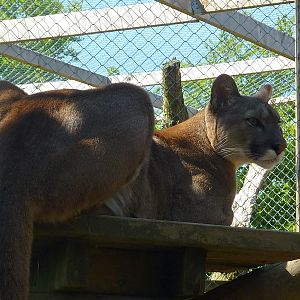 My visit to Exmoor Zoo on 3rd June 2013
