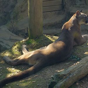 My visit to Exmoor Zoo on 3rd June 2013