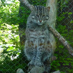 My visit to Exmoor Zoo on 3rd June 2013