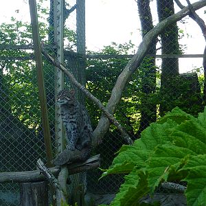 My visit to Exmoor Zoo on 3rd June 2013