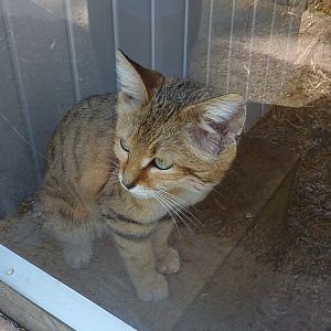 My visit to Exmoor Zoo on 3rd June 2013