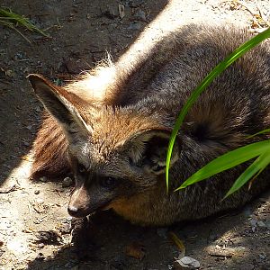 My visit to Exmoor Zoo on 3rd June 2013