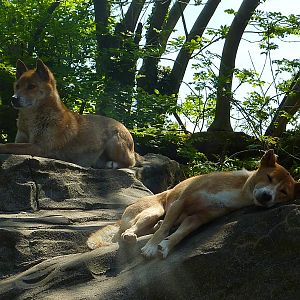 My visit to Exmoor Zoo on 3rd June 2013