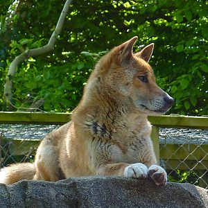 My visit to Exmoor Zoo on 3rd June 2013