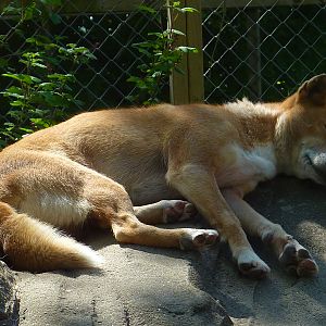 My visit to Exmoor Zoo on 3rd June 2013