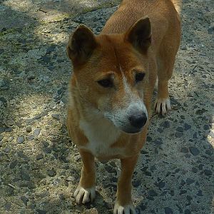 My visit to Exmoor Zoo on 3rd June 2013