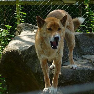My visit to Exmoor Zoo on 3rd June 2013