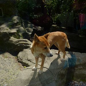 My visit to Exmoor Zoo on 3rd June 2013