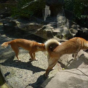 My visit to Exmoor Zoo on 3rd June 2013