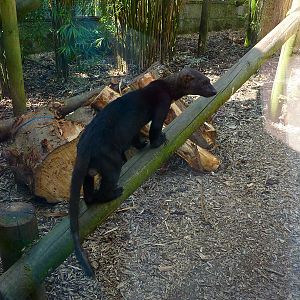 My visit to Exmoor Zoo on 3rd June 2013
