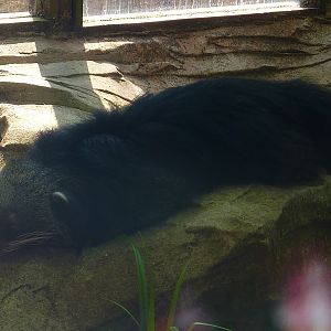 My visit to Exmoor Zoo on 3rd June 2013