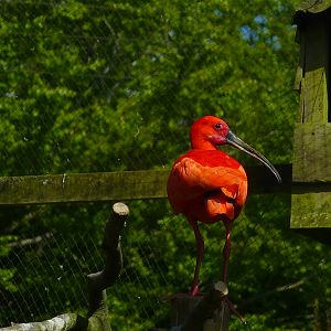 My visit to Exmoor Zoo on 3rd June 2013