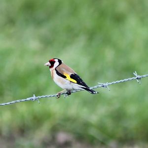 Goldfinch