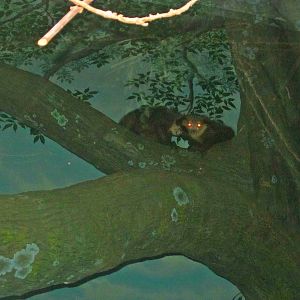 Jungle Trails - Tropical African Animals