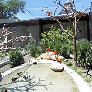 South American Pavilion -- Scarlet Ibis Exhibit
