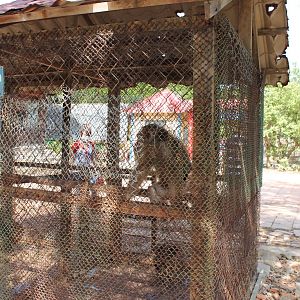 Bear Macaque Cage - Can Gio Island