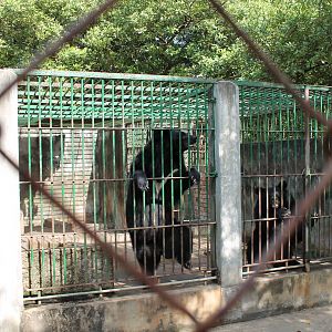 Bear Cage - Can Gio Island