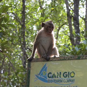 Crab-eating macaque - Can Gio Island
