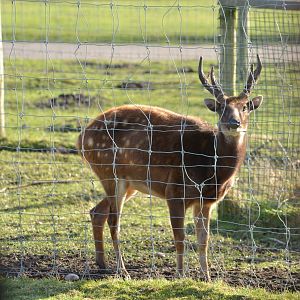 Deer identification?