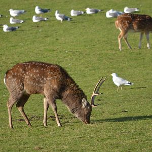 Deer identification?