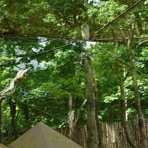 Sifaka mother jumping
