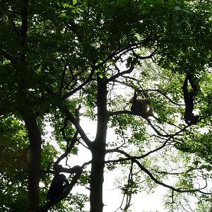 Gibbon family in the trees