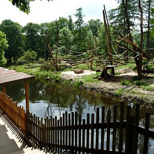 Gorilla viewing trail