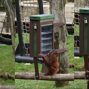 Young orang enrichment