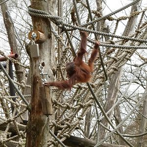 Young orang enrichment II