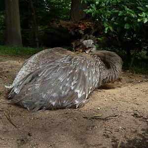 Rhea covering itself with sand