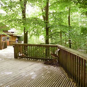 Male seriema's nesting together