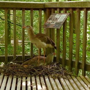 Male seriema's nesting II