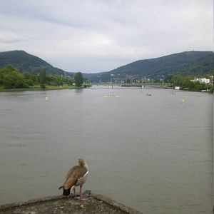 Heidelberg: Nile goose Alopochen aegyptiacus living in the wild