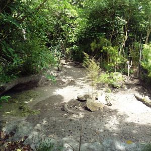 Visayan Warty Pig Exhibit