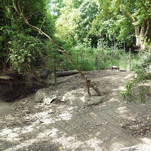 Visayan Warty Pig Exhibit