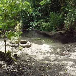 Visayan Warty Pig Exhibit